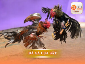 Đá gà cựa sắt là gì?